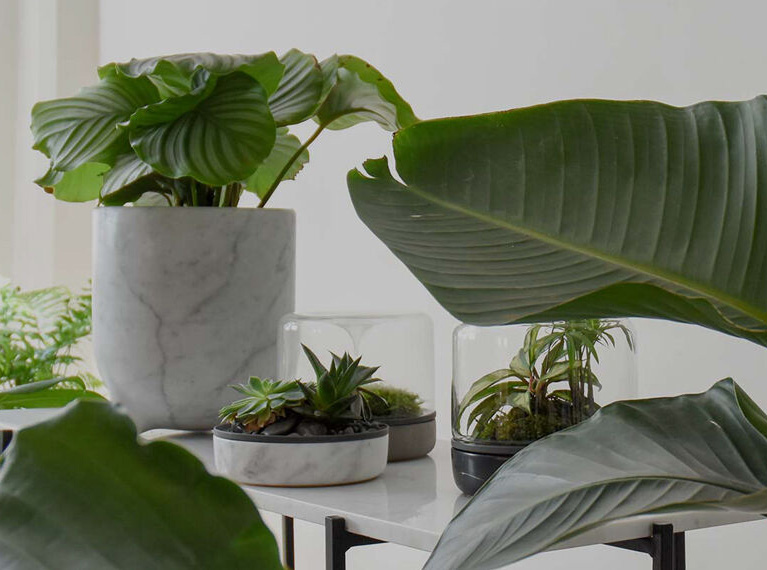 Plant 01 Plant 01