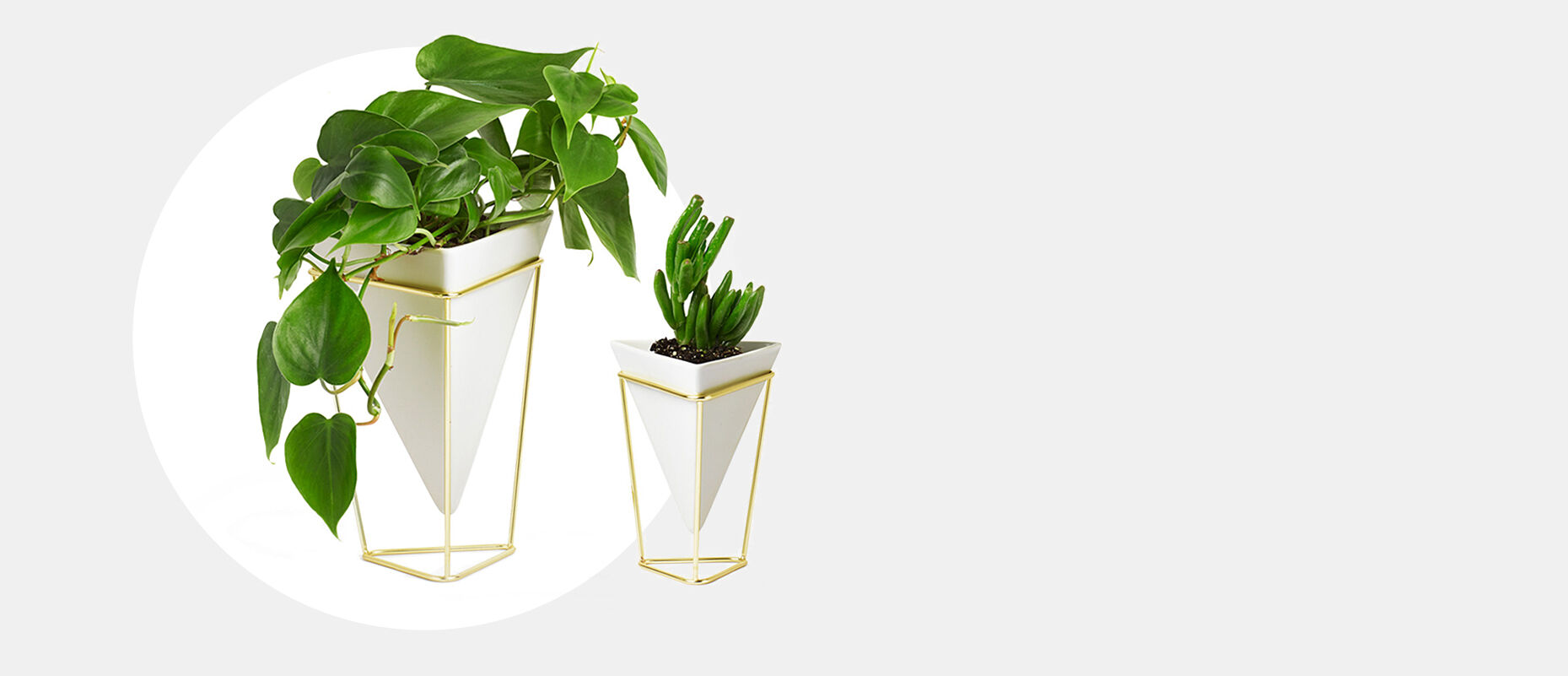 Plant 02 Plant 02