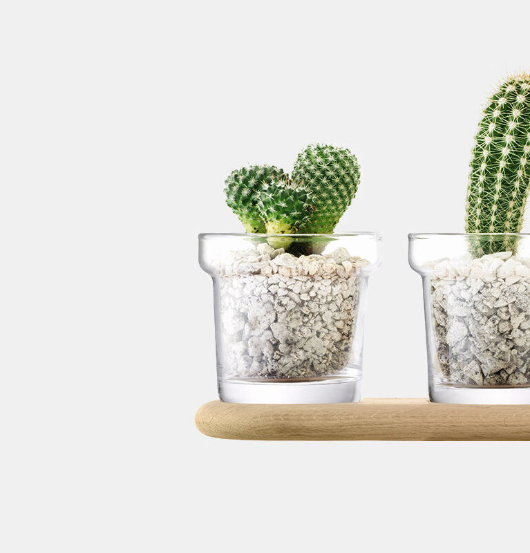 Plant 03 Plant 03