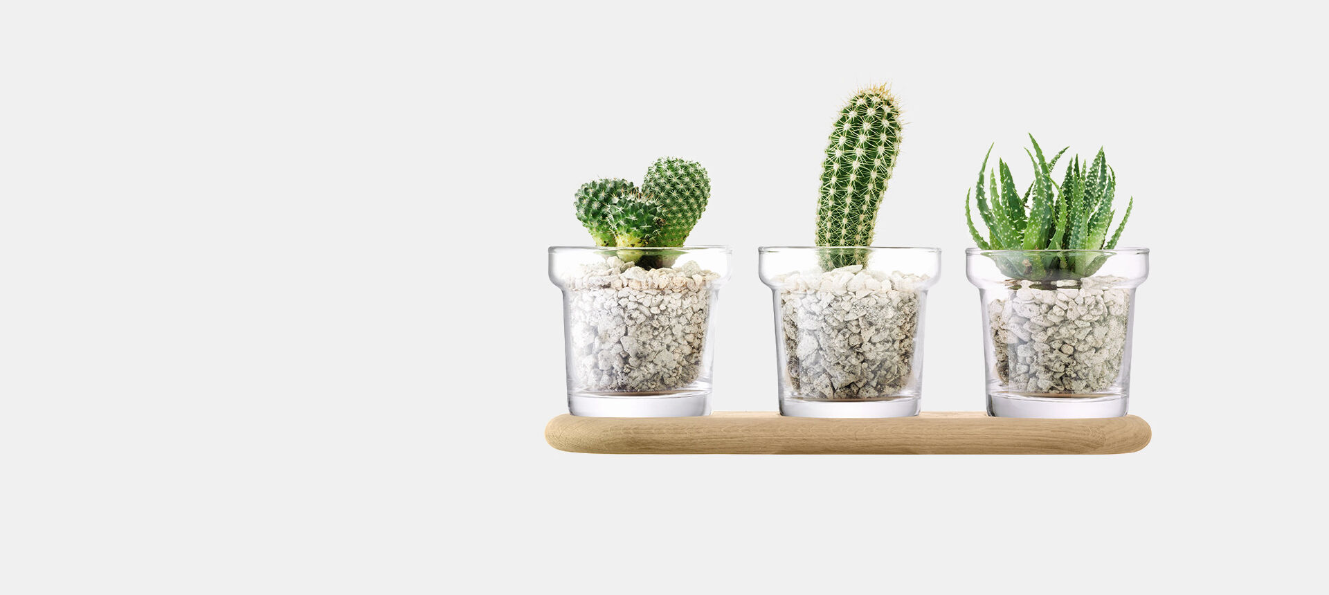 Plant 03 Plant 03
