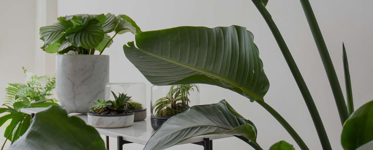 Plant 01 Plant 01